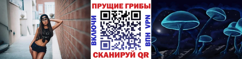 как найти наркотики  Щучье  Псилоцибиновые грибы прущие грибы 